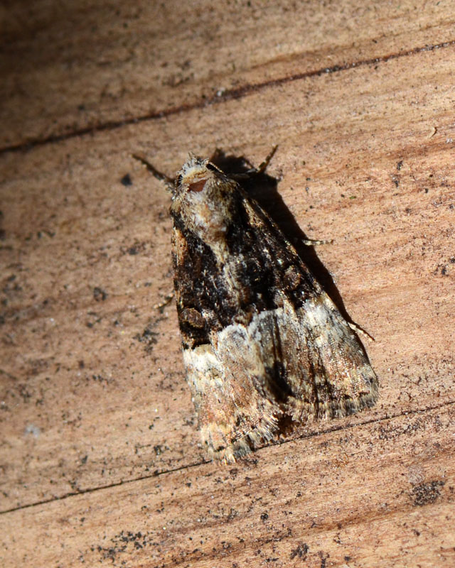 Noctuidae Mesoligia furuncula ?